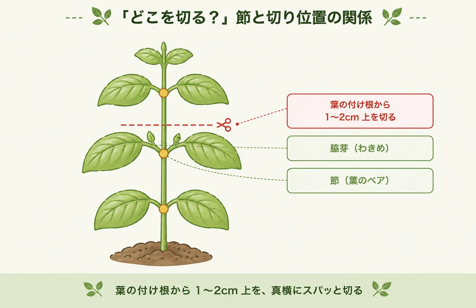 節と切り位置の関係：葉の付け根から茎を上に向かって1〜2cm上の位置で真横に切る