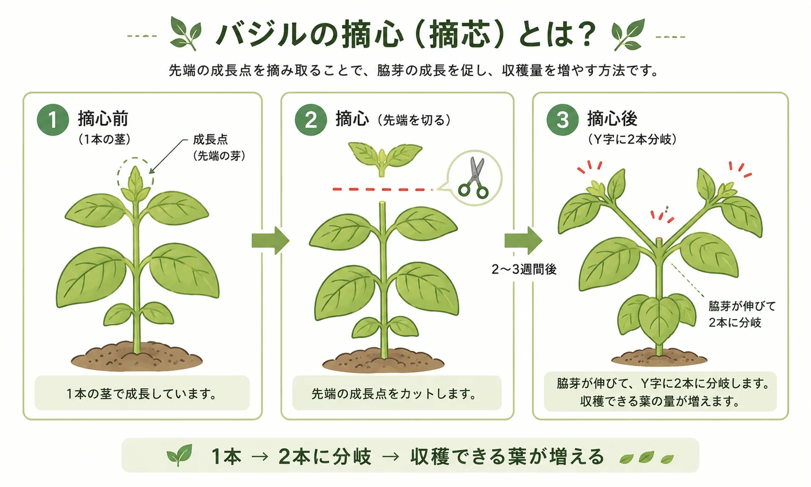 バジルの摘心前後の変化：1本の茎を切るとY字に2本へ分岐し、収穫できる葉が増える